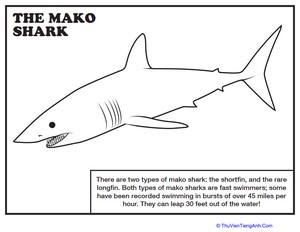 Mako Shark Coloring Page