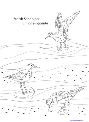 Marsh Sandpiper Coloring Page
