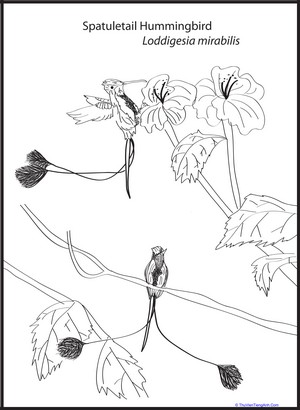 Spatuletail Hummingbird Coloring Page