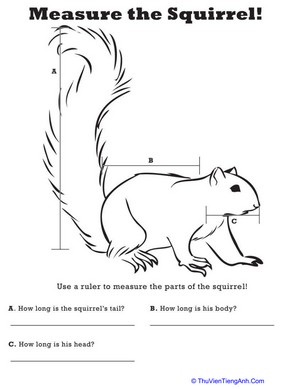 Measure Length: Squirrel!