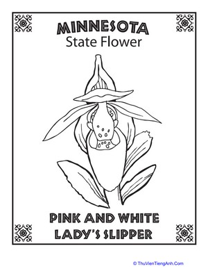 Minnesota State Flower