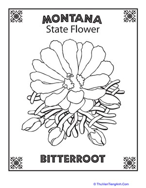 Montana State Flower