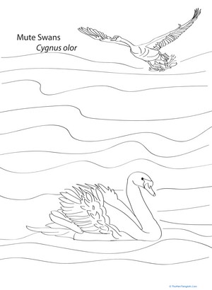 Mute Swans Coloring Page