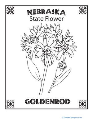 Nebraska State Flower