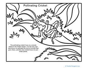 New Species: Pollinating Cricket