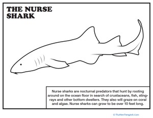 Nurse Shark Coloring Page