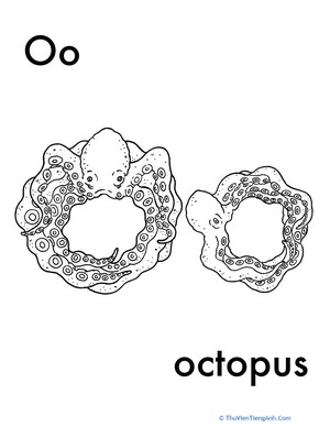 O for Octopus