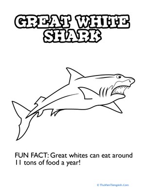 Glaring Great White Shark