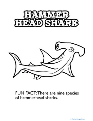 Hungry Hammerhead Shark