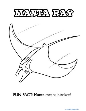 Marvelous Manta Ray