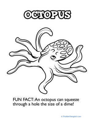 Oceanic Octopus