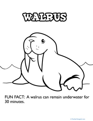 Walrus Fun Fact Coloring Page