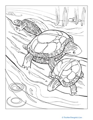 Painted Turtle Coloring Page