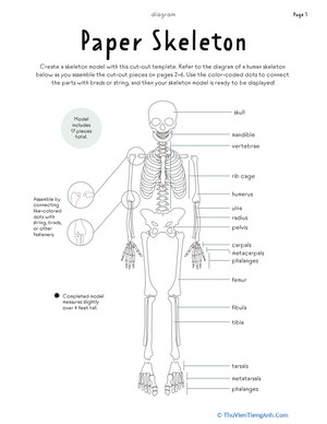 Paper Skeleton