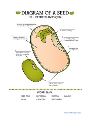 Parts of a Seed: Quiz
