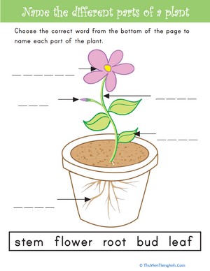 Name the Parts of a Plant