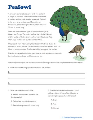 Peafowl Facts