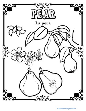 Pear in Spanish