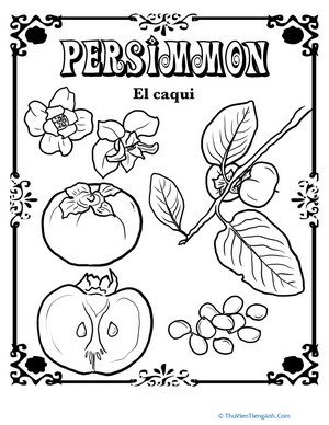 Persimmon in Spanish