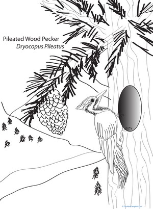 Pileated Woodpecker Coloring Page