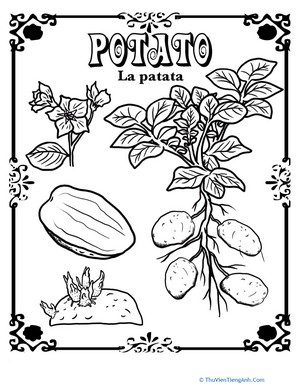 Potato in Spanish