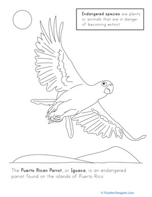 Puerto Rican Parrot Coloring Page