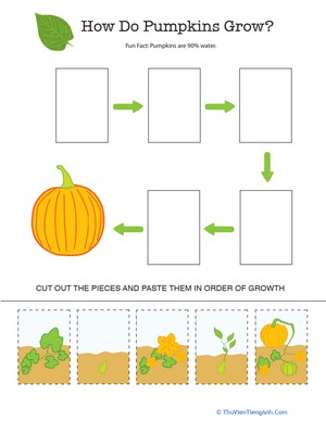 Pumpkin Life Cycle