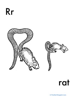 R for Rat