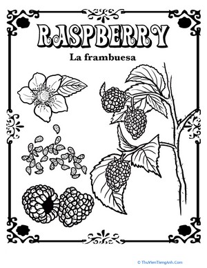 Raspberry in Spanish