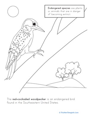 Red Cockaded Woodpecker Coloring Page