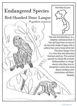 Endangered Species: Red-Shanked Douc Langur
