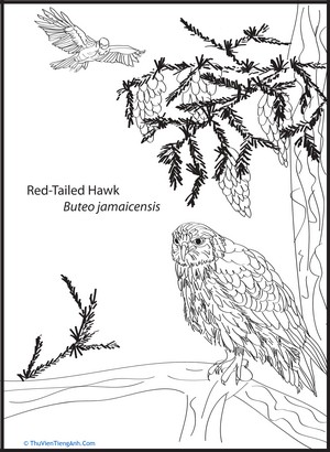 Red-Tailed Hawk Coloring Page