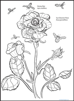 Rose and Bee Coloring Page