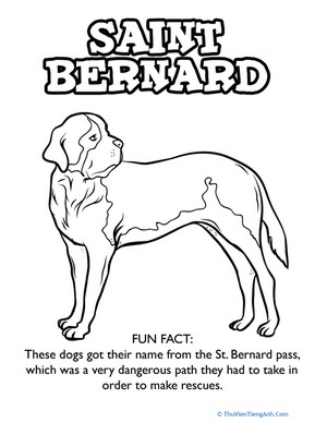 Saint Bernard Coloring Page
