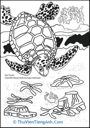 Sluggish Sea Turtle Coloring Page