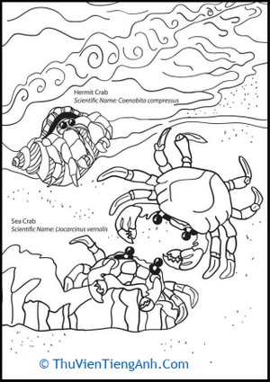 Crazy Crab Coloring Page