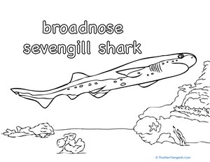 Sevengill Shark Coloring Page