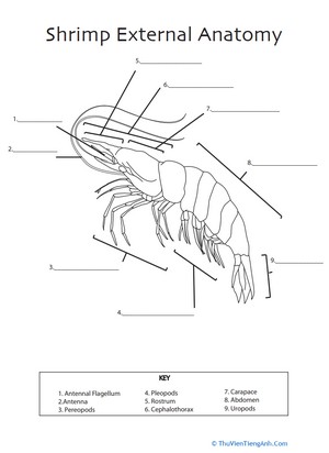 Shrimp Anatomy