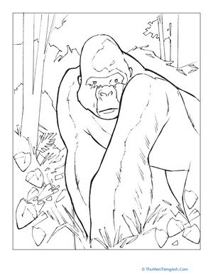 Silverback Gorilla Coloring Page