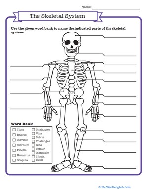 Skeletal System Quiz