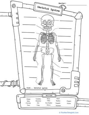 Skeleton Diagram