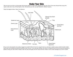 Skin Diagram