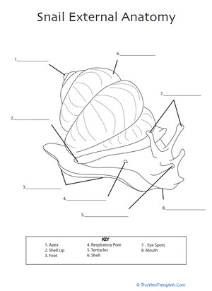 Snail Anatomy