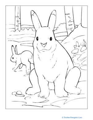 Snowshoe Hare Coloring Page