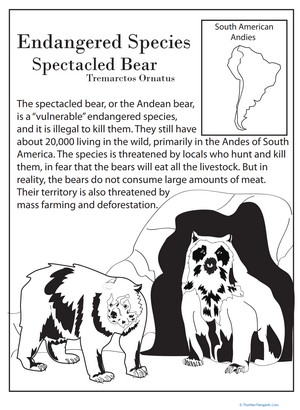 Endangered Species: Spectacled Bear