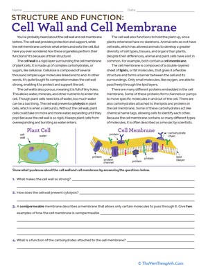 Structure and Function: Cell Wall and Cell Membrane