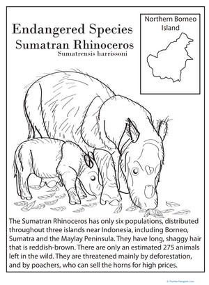 Endangered Species: Sumatran Rhinoceros