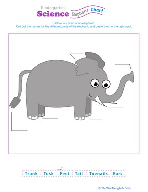 Animal Science: Elephant Anatomy