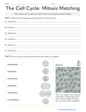 The Cell Cycle: Mitosis Matching
