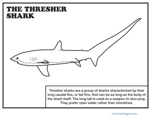 Thresher Shark Coloring Page